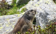 36 Marmotta di vetta...